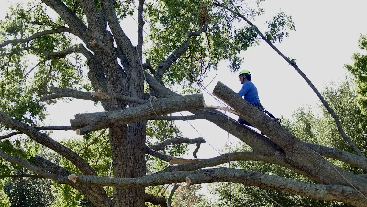 Professional Crown Thinning performed by certified arborists in New Boston