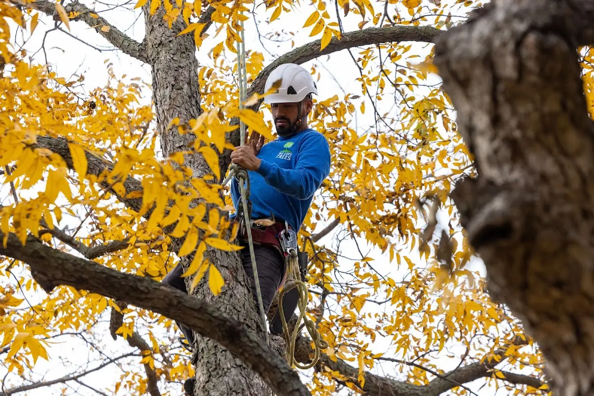 Skilled Tree Planting crew working in New Boston