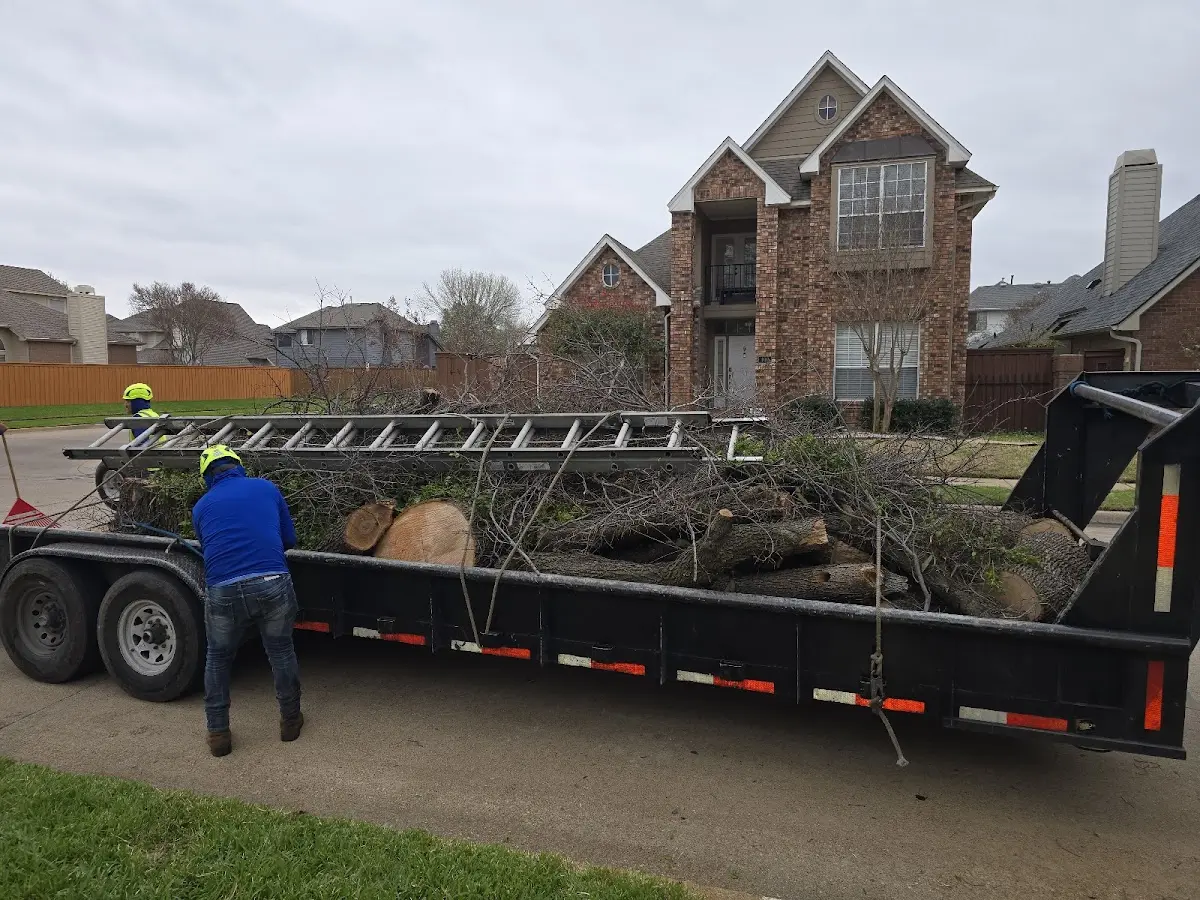 Expert Tree Pest Control with proper safety equipment in New Boston